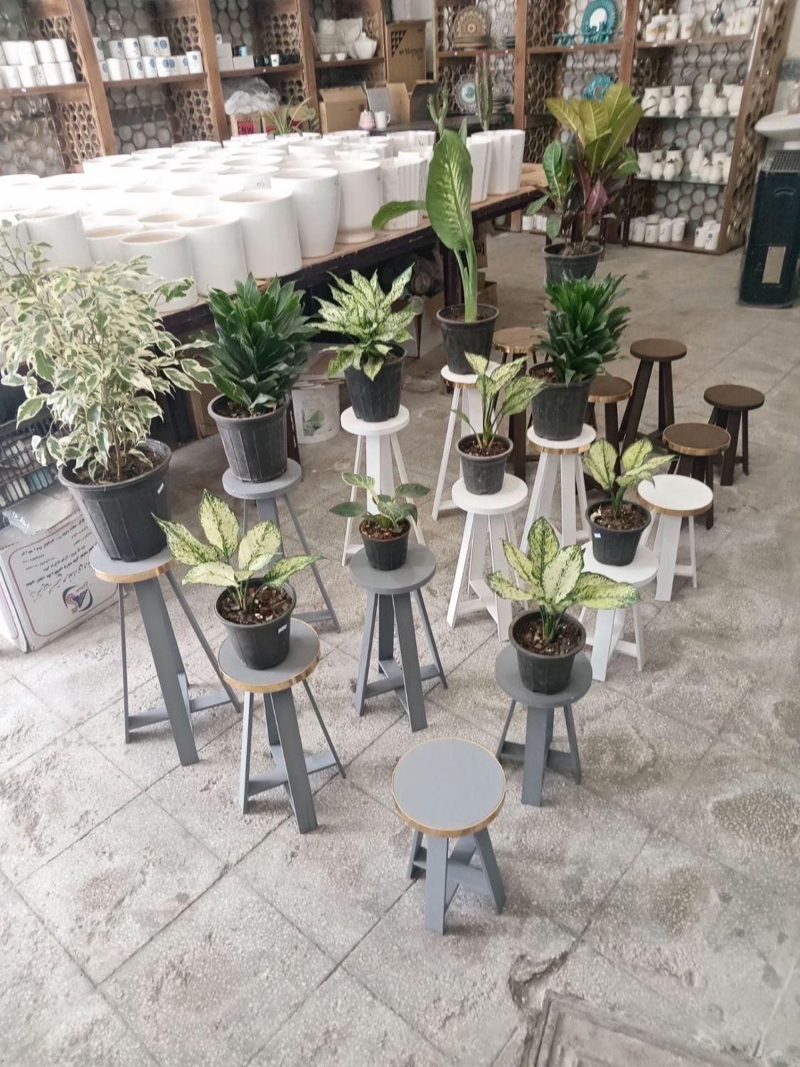 استند  و پایه برای گلدان گل طبیعی|گل و گیاه طبیعی|سبزوار, جهاد کشاورزی|دیوار