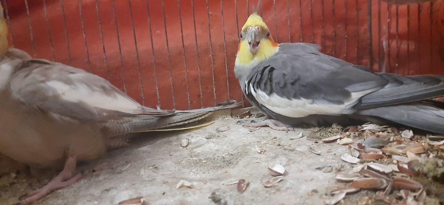 طوطی عروس ومرغ عشق|پرنده|آستانه اشرفیه, |دیوار