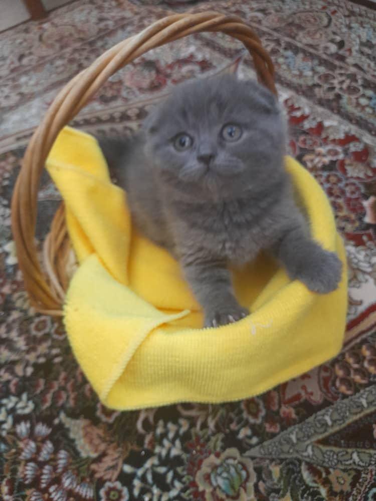 دنیای گربه های اسکاتیش فولد اصیل|گربه|رشت, دیلمان|دیوار