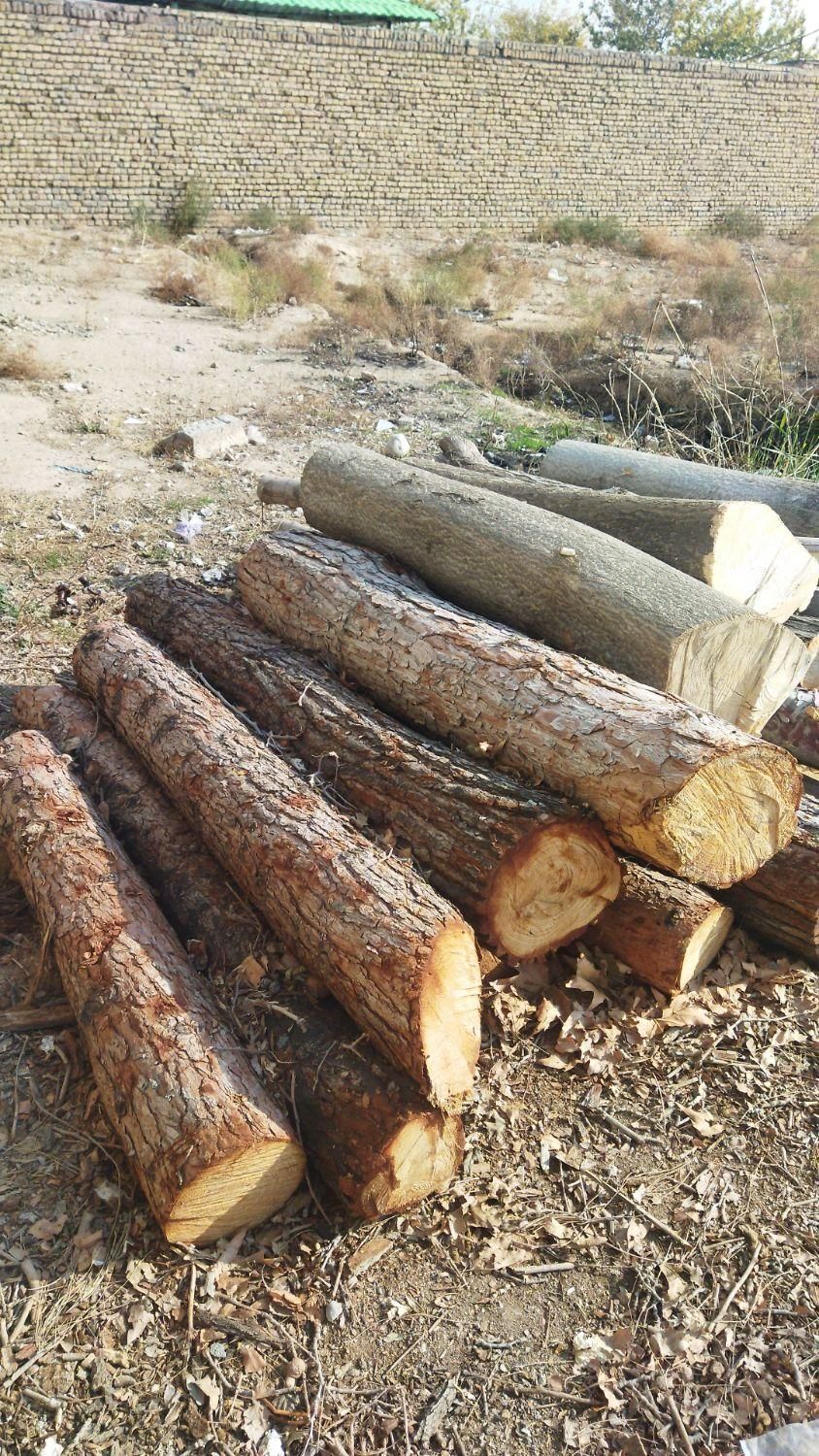 خریدچوب وقطع درخت توت عرعرکاج گردو|خدمات باغبانی و درختکاری|مشهد, رسالت|دیوار