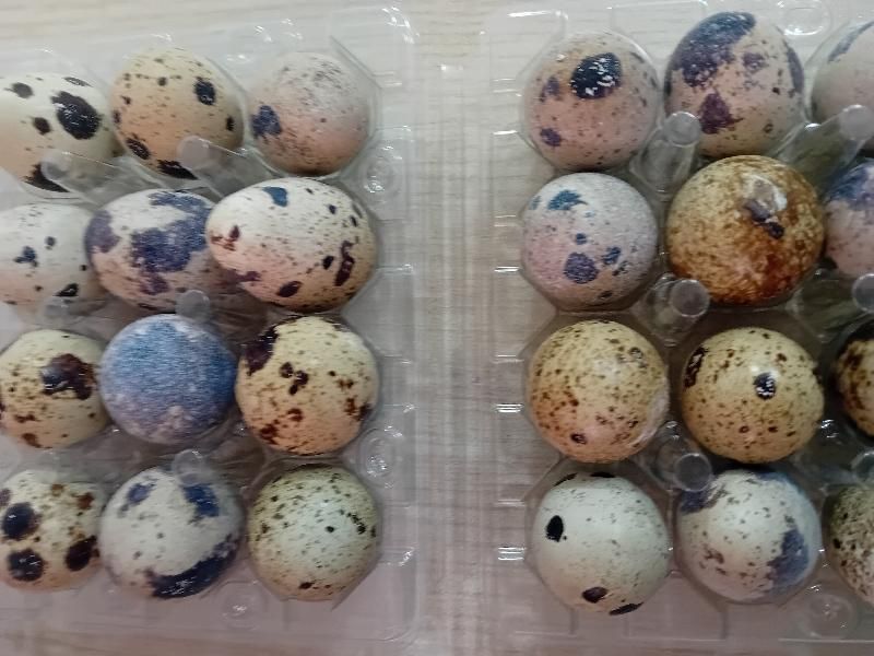 تخم بلدرچین نطفهدار با ضمانت کالا|حیوانات مزرعه|ساری, |دیوار