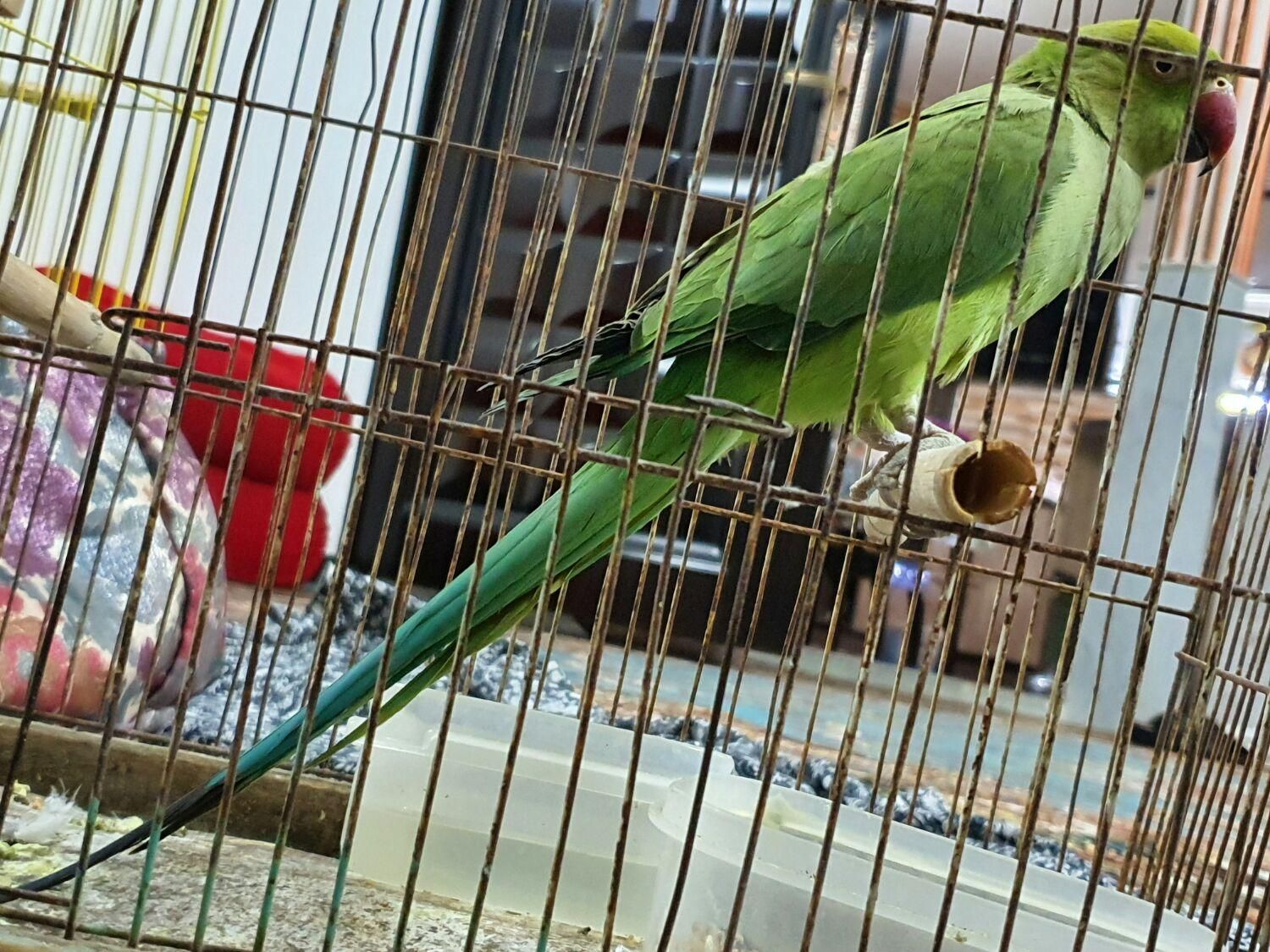 طوطی ملنگو|پرنده|سمنان, |دیوار