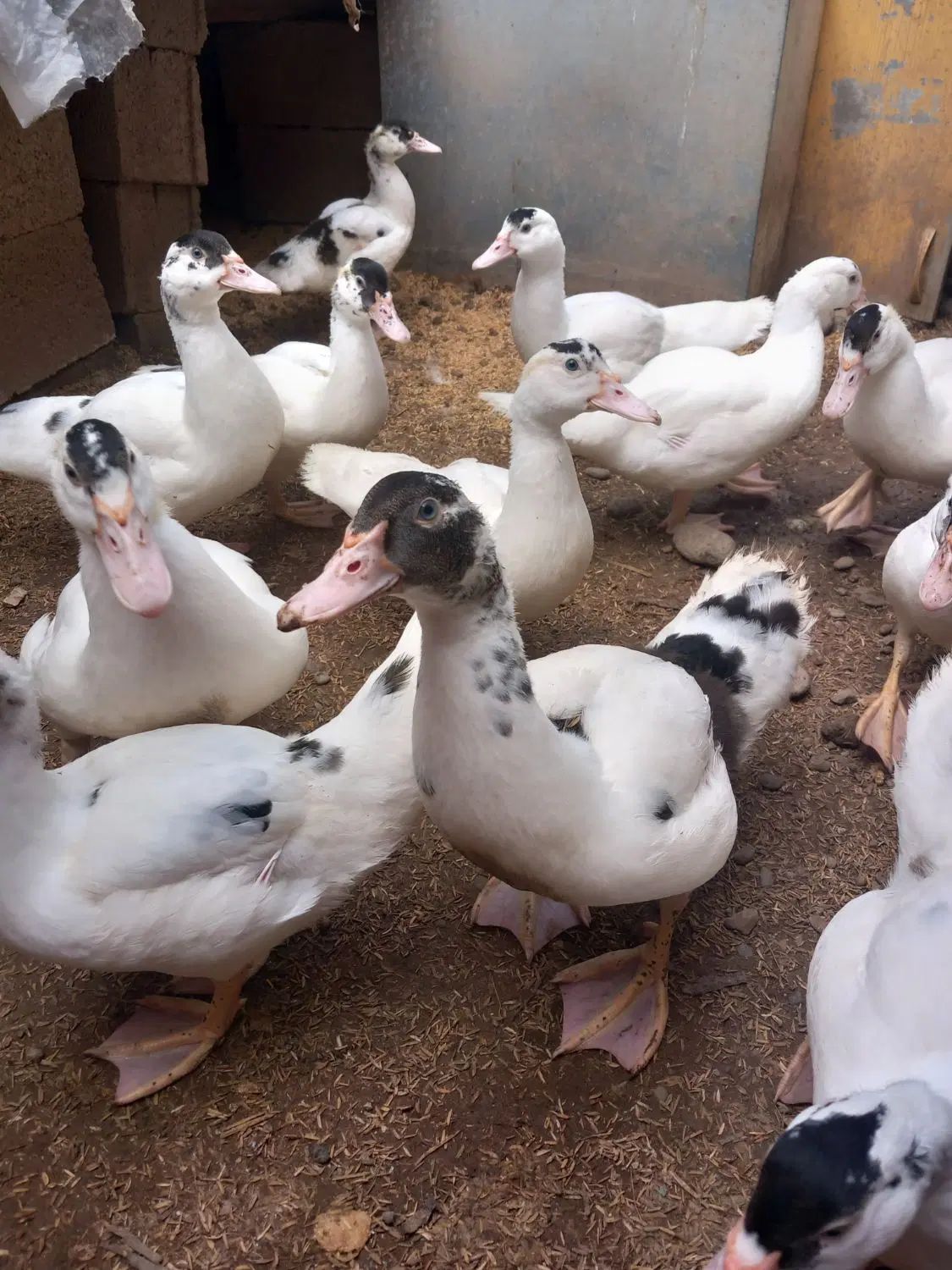 جوجه اردک اسرائیلی نیمچه و تخم اردک اسرائیلی|حیوانات مزرعه|رشت, فرزانه|دیوار
