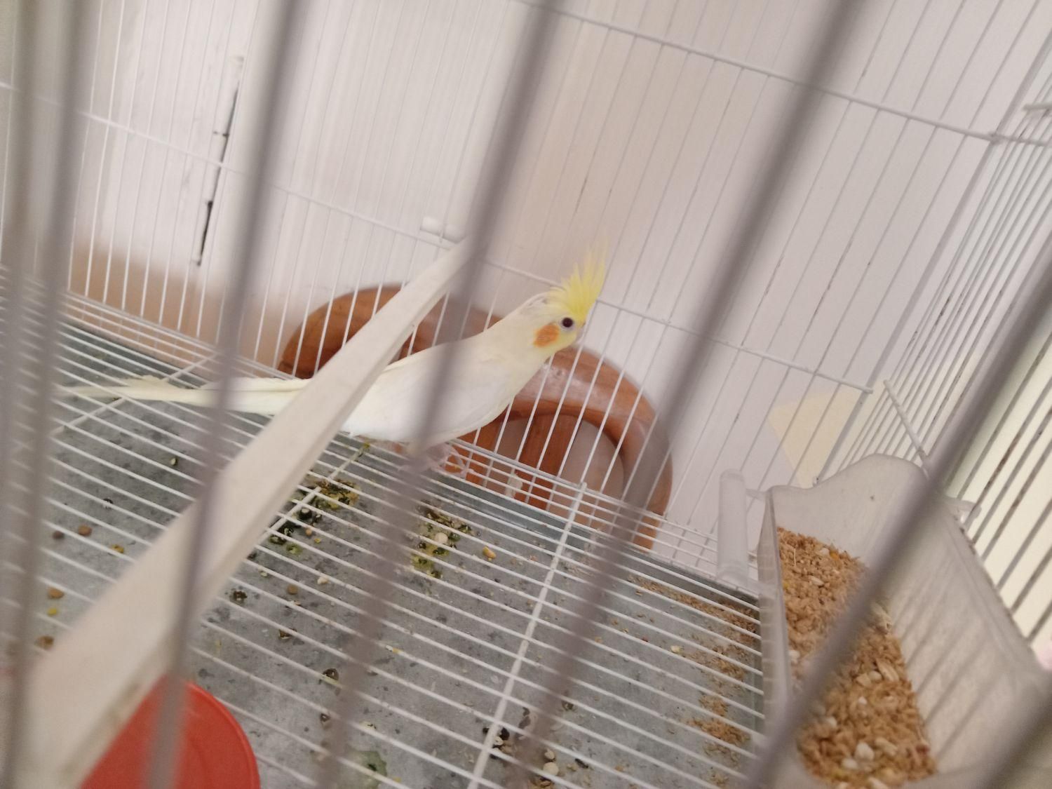 واگذاری سالن عروس هلندی|پرنده|سبزوار, ابوریحان|دیوار