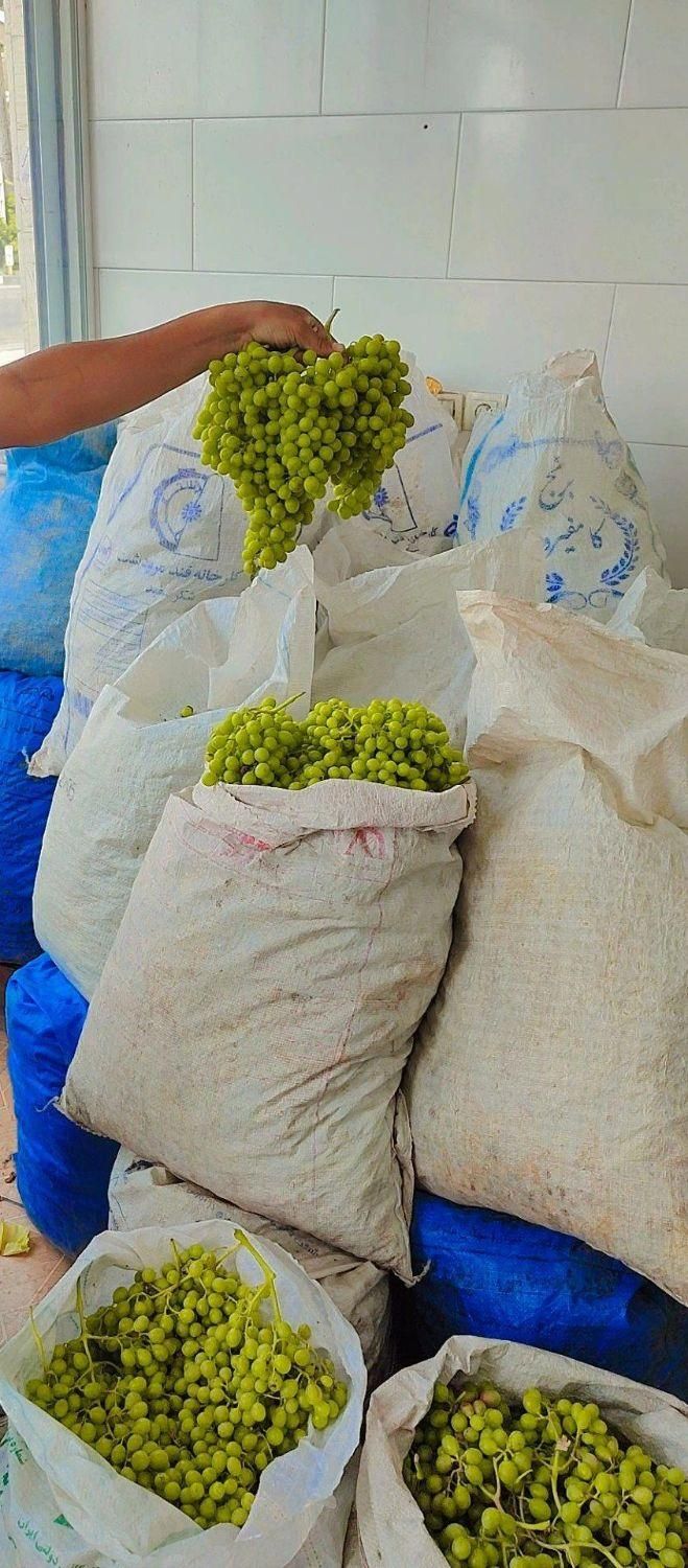 آبغوره بش(غوره دشمن زیاری)|خوردنی و آشامیدنی|شیراز, کوی زهرا|دیوار