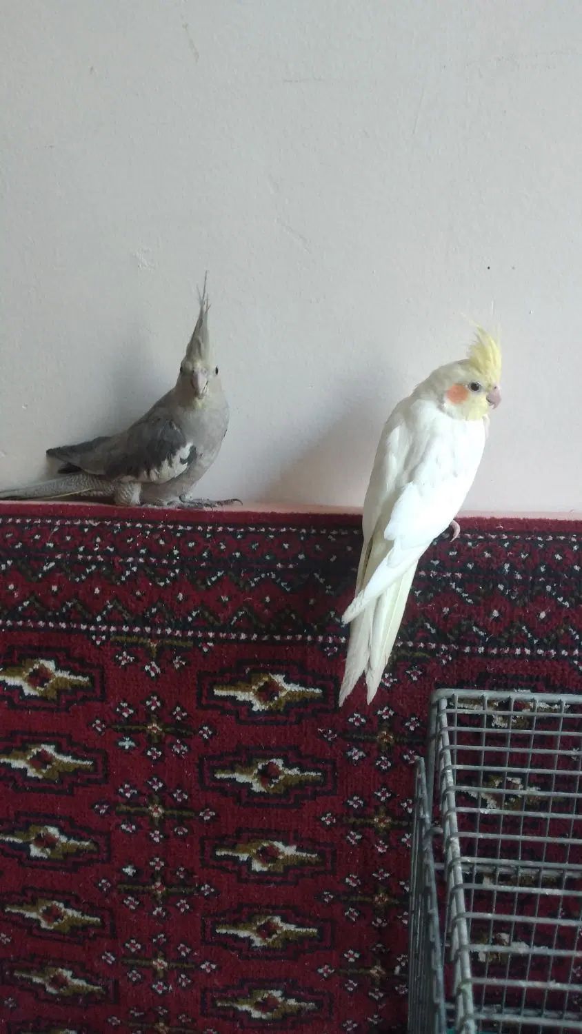 یک جفت عروس هلندی نروماده دوساله|پرنده|اصفهان, هفتون|دیوار