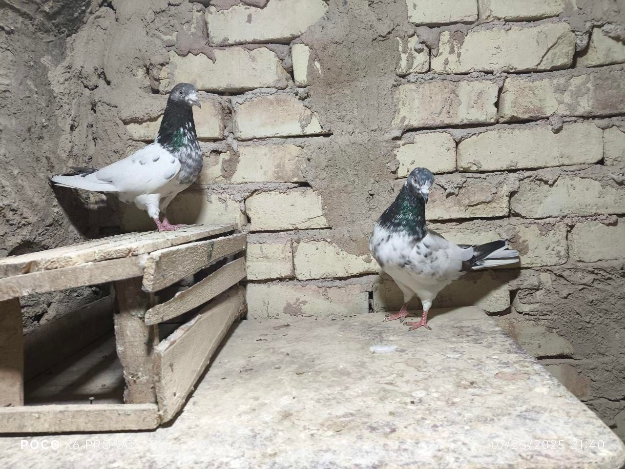 کفتر پاکستانی|پرنده|اصفهان, شهید رجایی|دیوار