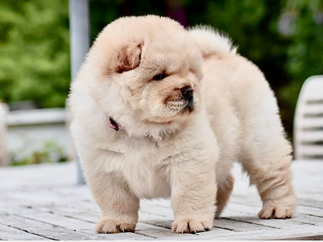 سگ چاو چاو|سگ|تهران, درکه|دیوار