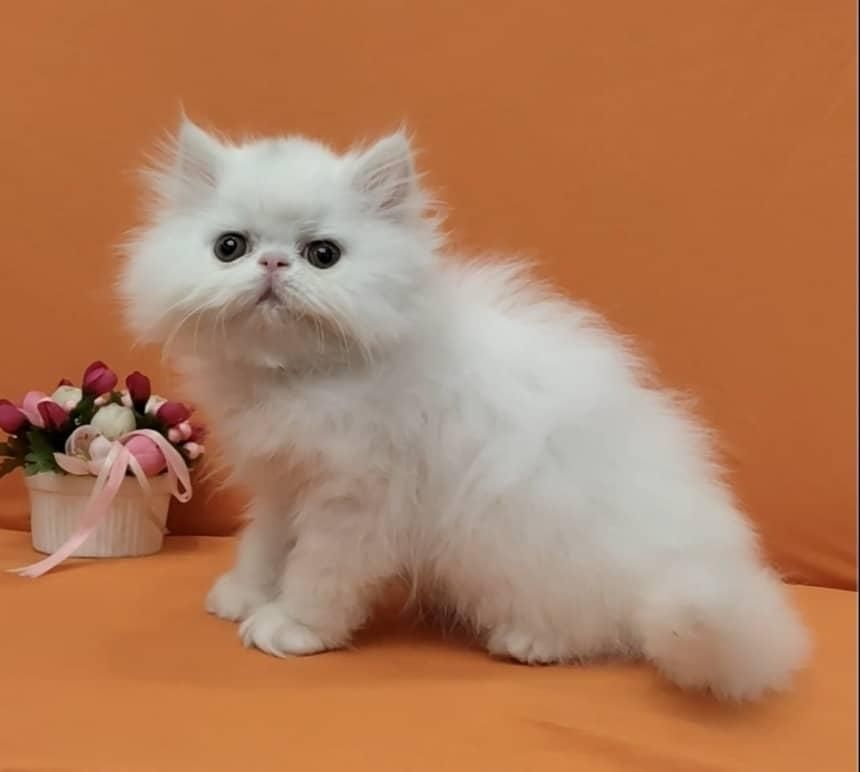 بچه گربه های عروسکی ( مجموعه ایران کتز)|گربه|چالوس, |دیوار