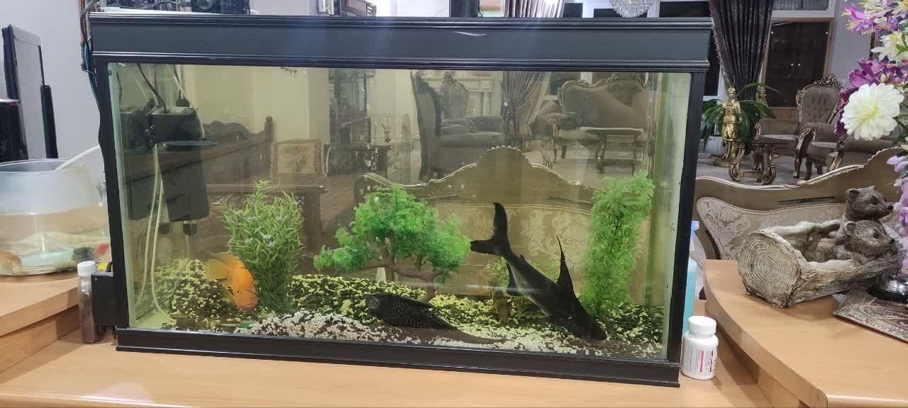 اکواریوم|ماهی|اصفهان, دشتستان|دیوار