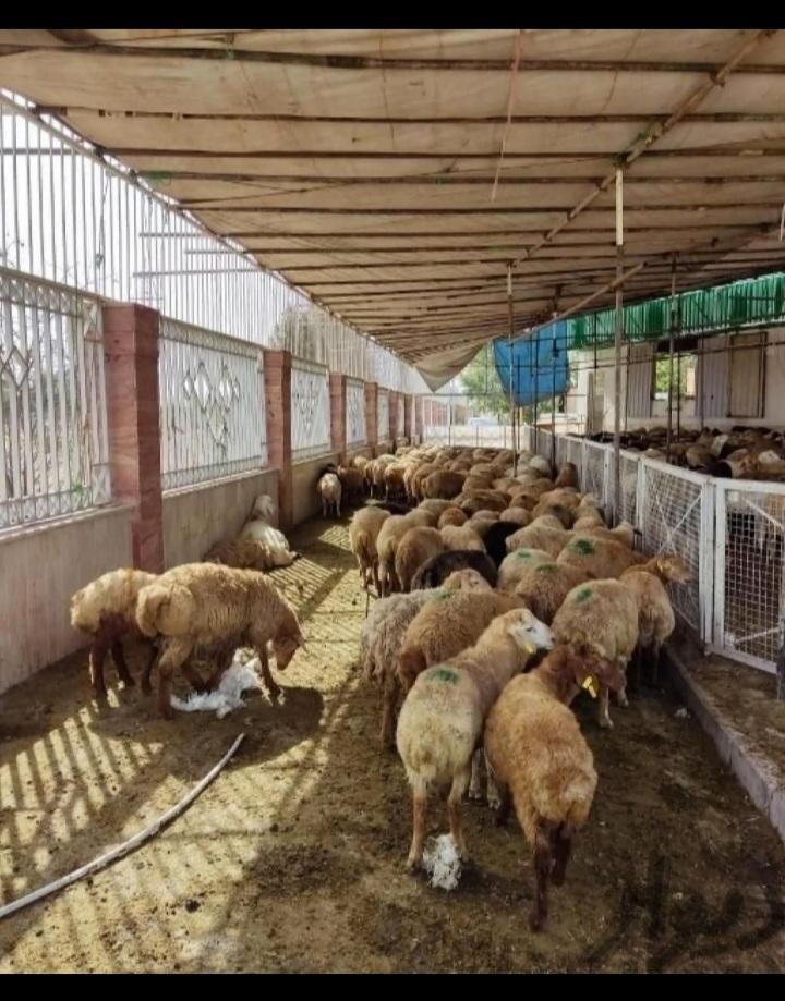 افشار کردستان مغان سنگسر (گوسفند زنده)|حیوانات مزرعه|تهران, تهرانپارس غربی|دیوار