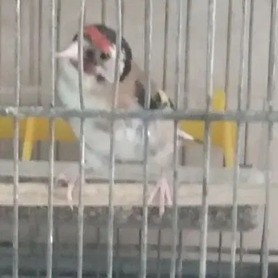 سهره ماده ۲ ساله جوجه قفس کار داده پنج تخم|پرنده|تهران, نارمک|دیوار