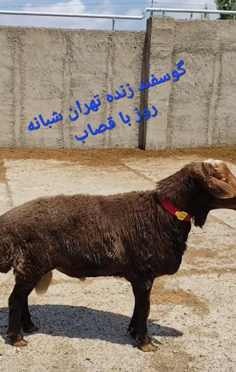 گوسفند فروشی پایتخت خرید حضوری و تلفن دام زنده|حیوانات مزرعه|تهران, پونک|دیوار