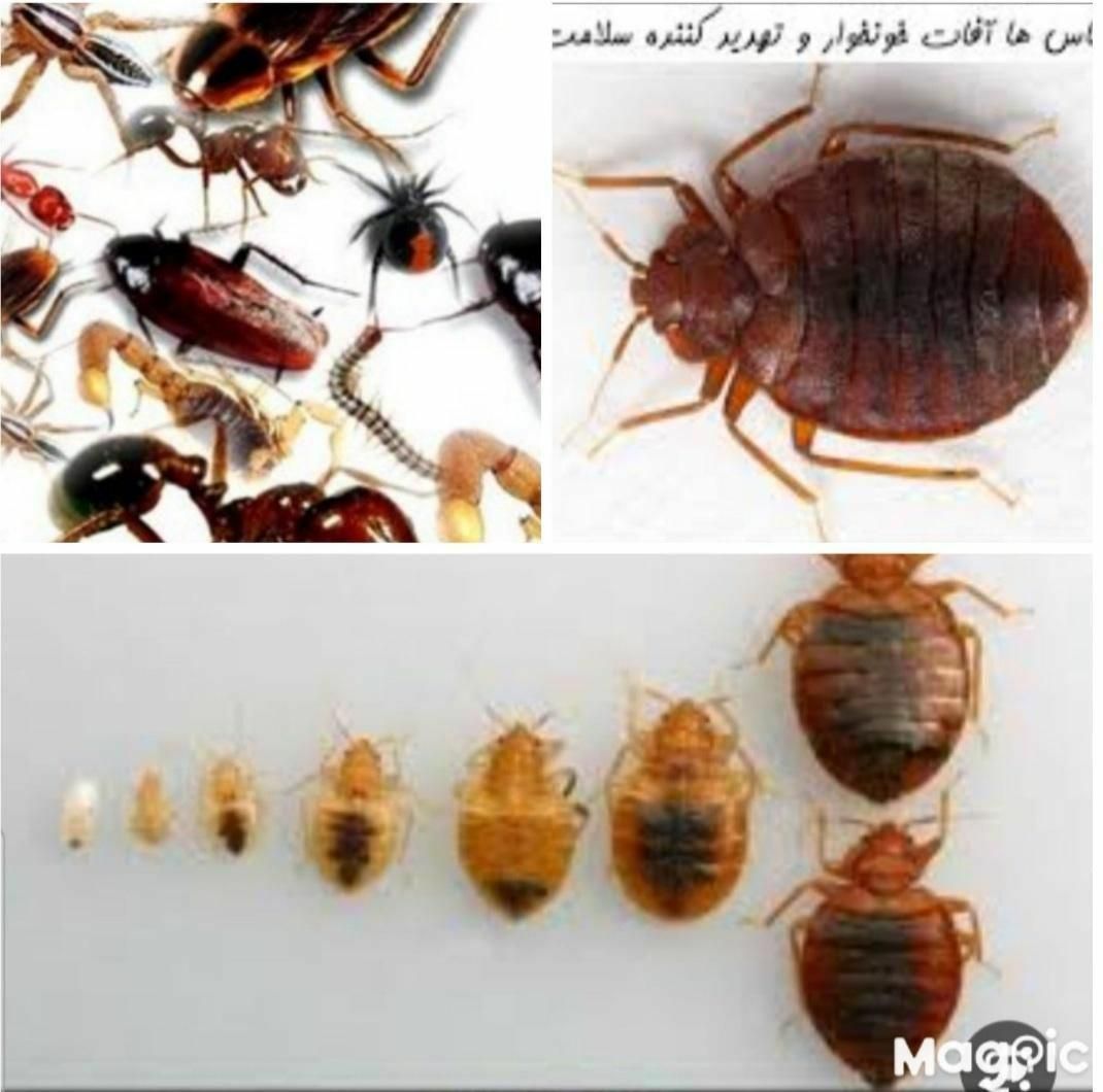 خدمات سمپاشی با ضمانت کتبی سم پاشی ساس و سوسک و|خدمات نظافت|تهران, هفده شهریور|دیوار