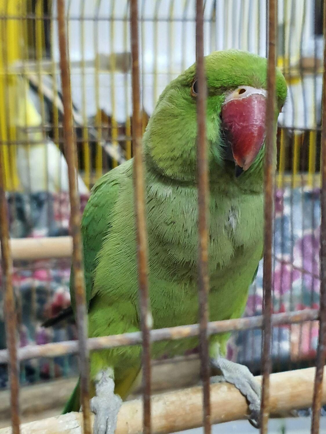 طوطی ملنگو|پرنده|سمنان, |دیوار