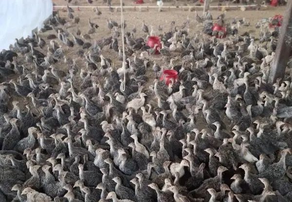 جوجه بوقلمون برنز انگلیسی سینه پهن ۴۵ روزه|حیوانات مزرعه|همدان, |دیوار