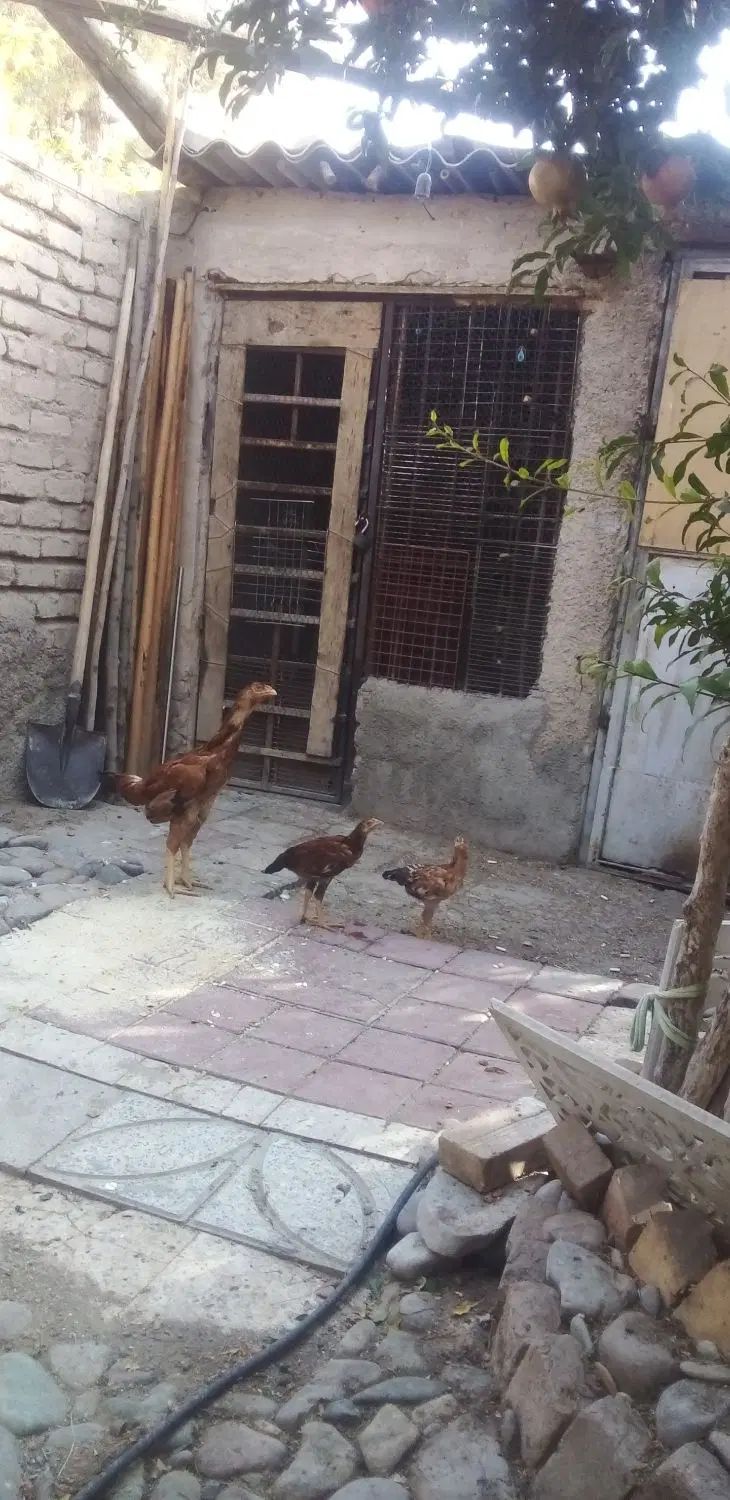 لاری‌عالی‌لاری‌عالی‌‌مرغ‌با‌دوتا‌جوجه‌خروس|حیوانات مزرعه|ورامین, شهرک مدرس|دیوار