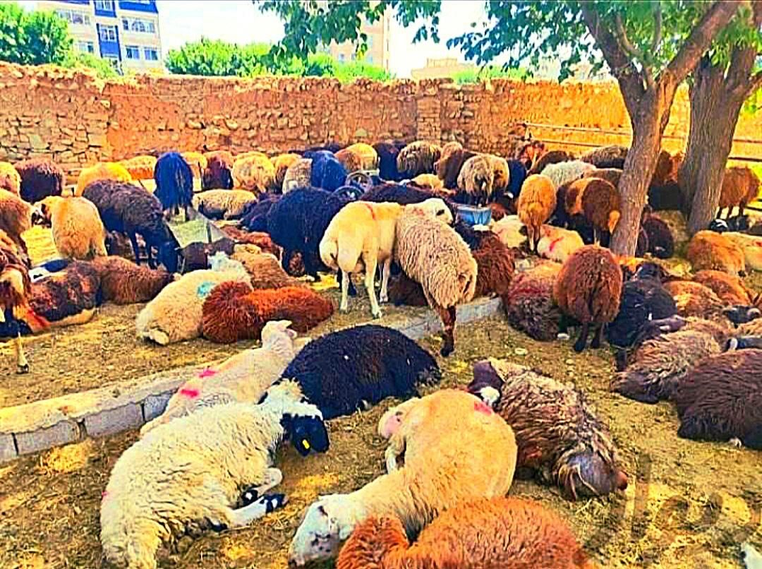 بره میش شیشیک و بزغاله100٪نصفه گوشت|حیوانات مزرعه|مشهد, جانباز|دیوار