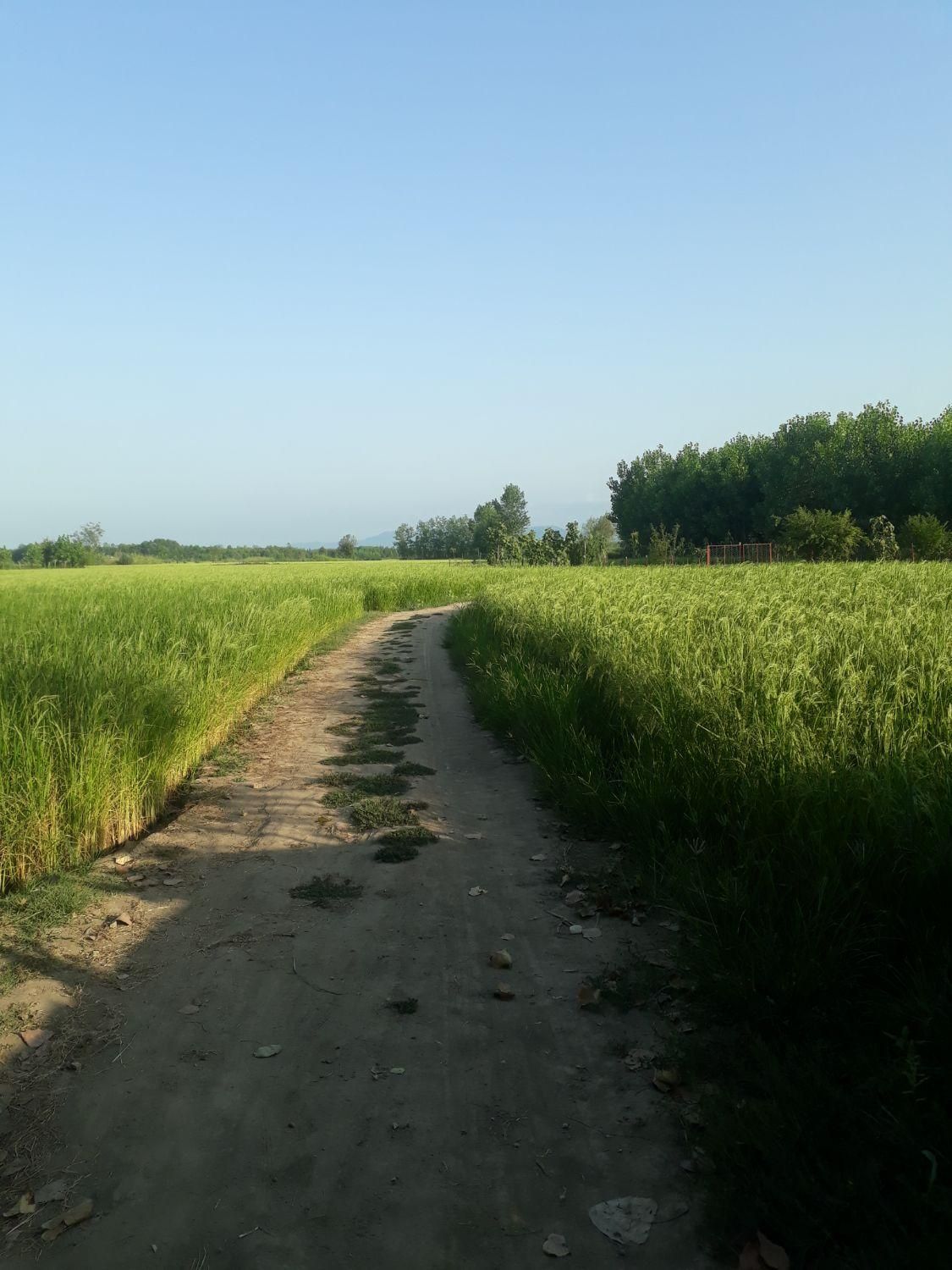 فروش زمین شالیزار برنج ۶۵۰۰ متر|فروش زمین و ملک کلنگی|آستانه اشرفیه, |دیوار