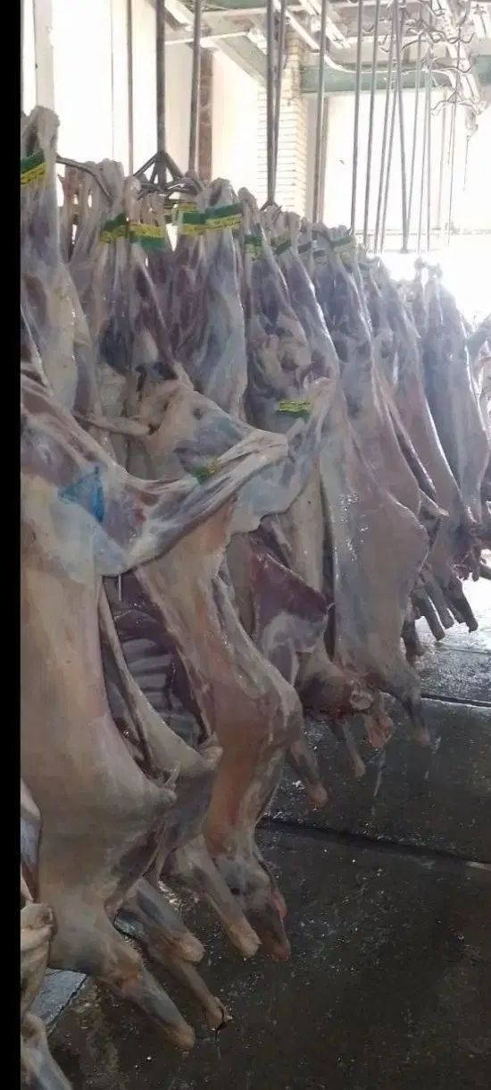 گوشت گوساله.گوسفند.لاشه.تیکه ای چرخ کرده و دنبه|خوردنی و آشامیدنی|اصفهان, عسگریه|دیوار