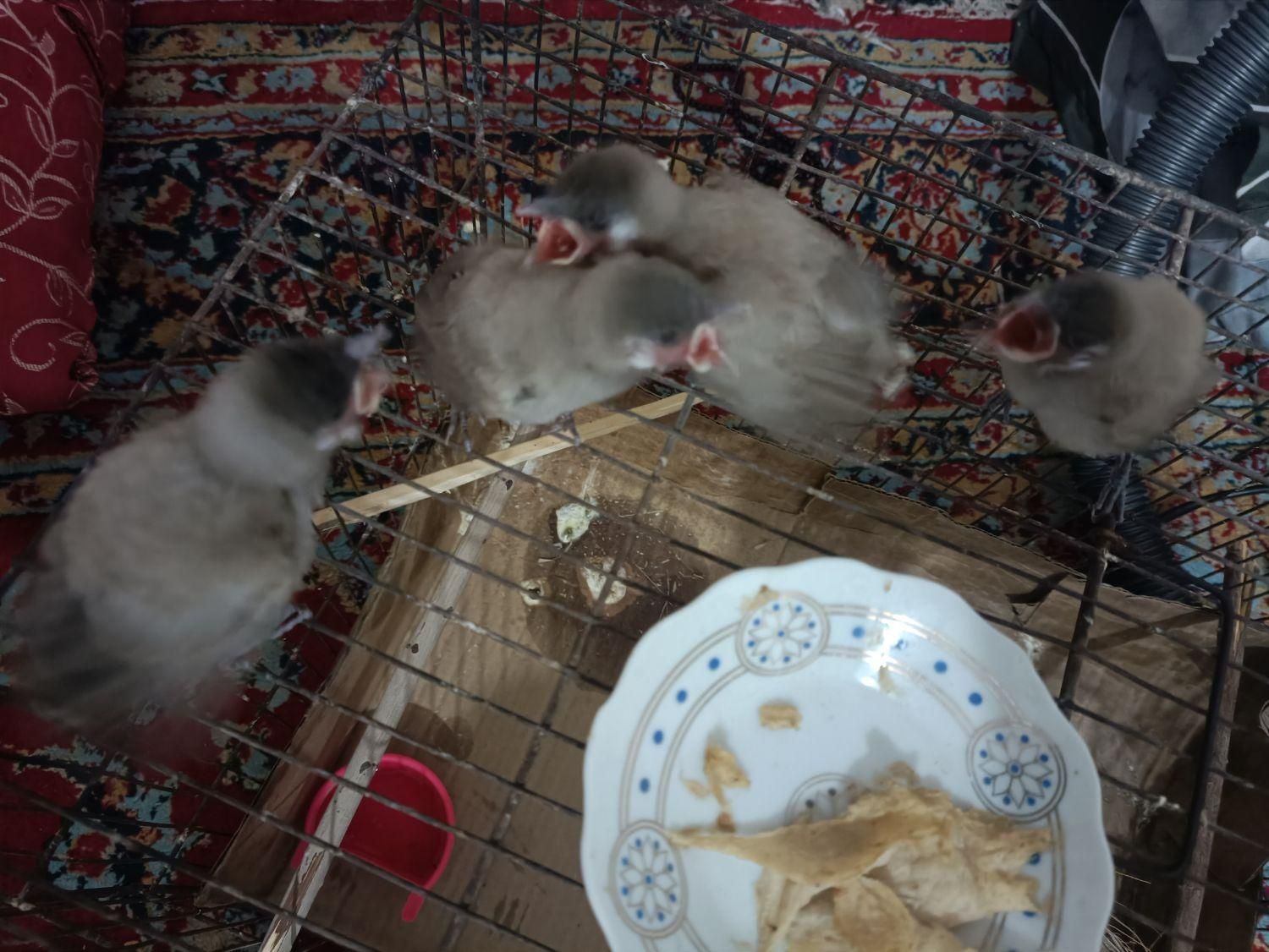 قناری خرمایی|پرنده|شادگان, |دیوار
