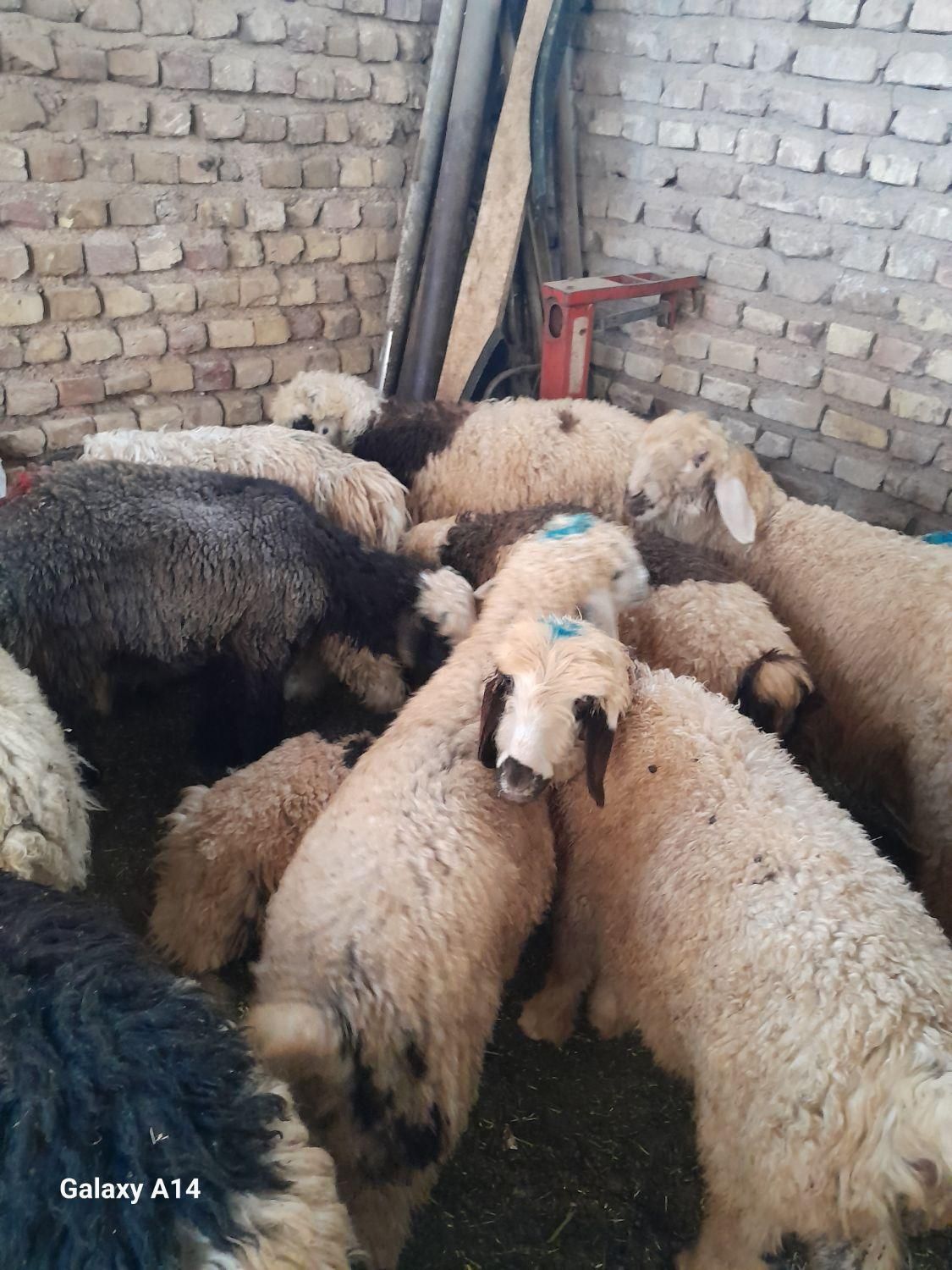 گوسفند زنده.کهره‌.بره.گوشت|حیوانات مزرعه|شیراز, گلشن|دیوار