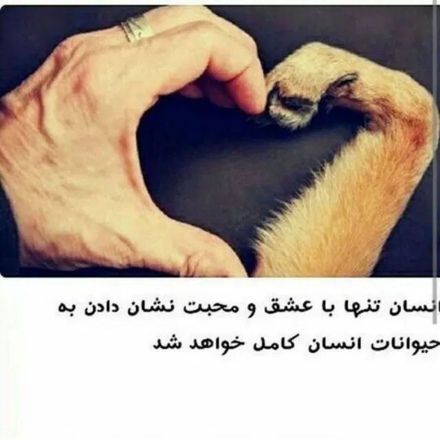 واگذاری سگ ( کمپر دارم ایرانگرد و جهانگردم)|سگ|تهران, آسمان|دیوار