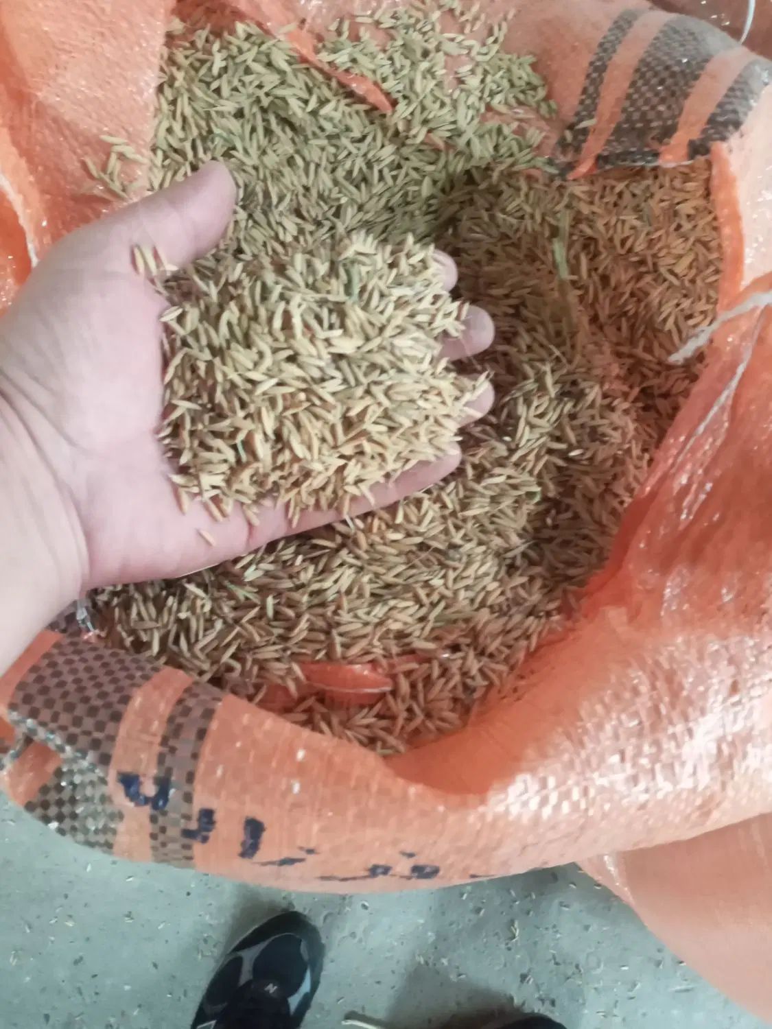 فروش 90 کیسه جوی هاشمی|خوردنی و آشامیدنی|رشت, آتشگاه|دیوار