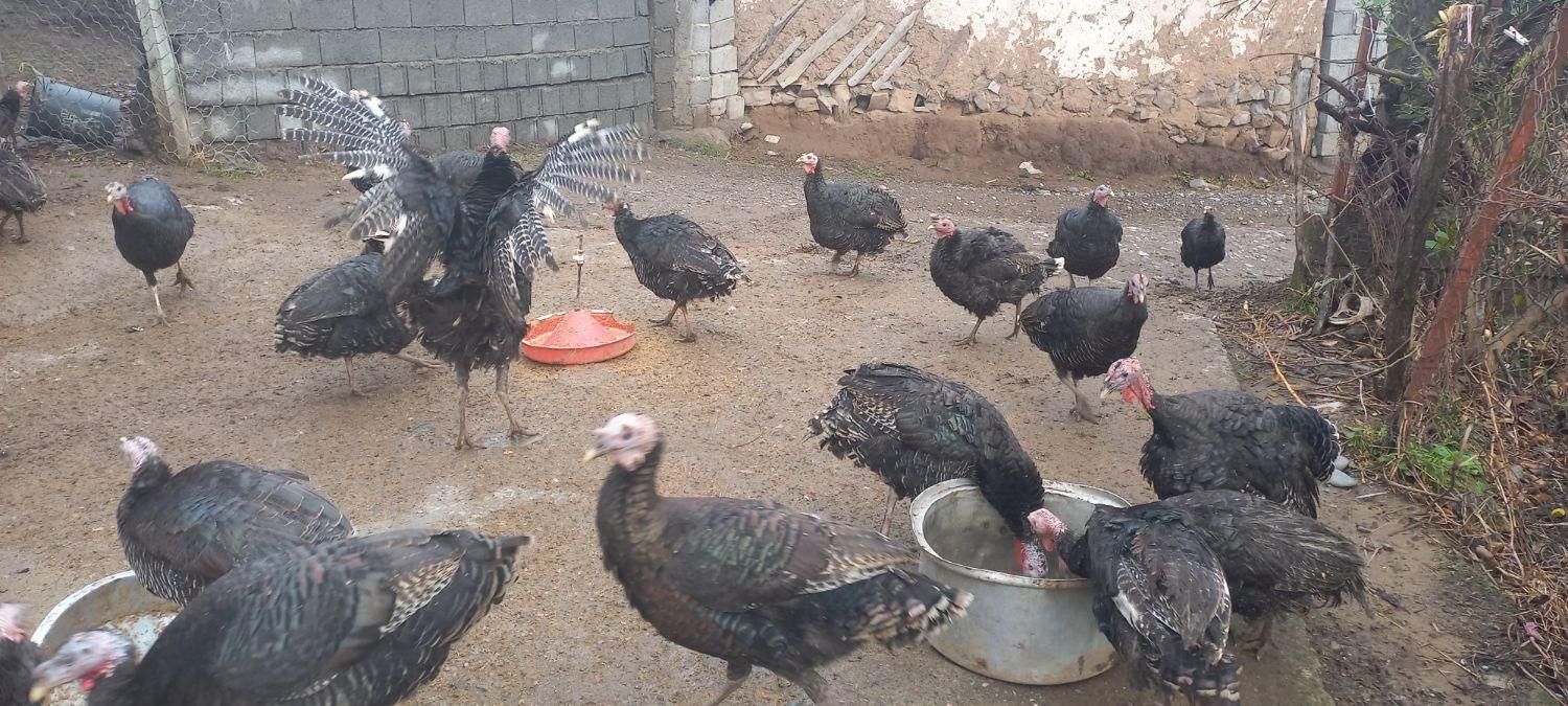 بوقلمون محلی و ارگانیک، طعم اصیل و سلامتی بی‌نظیر|حیوانات مزرعه|رشت, توشیبا|دیوار