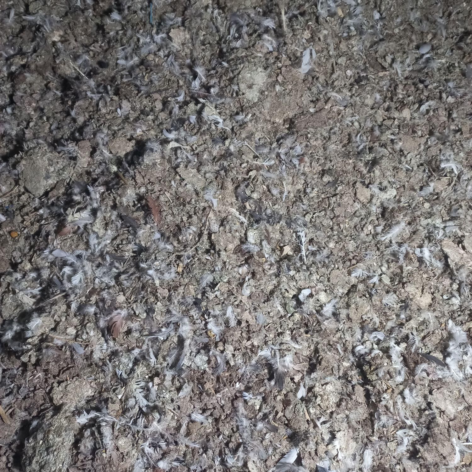 کودیابارکفتر|خدمات باغبانی و درختکاری|بردسکن, |دیوار