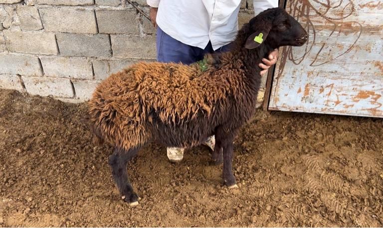 بره قوچ و شیشک قوچی همو شناسنامه دار|حیوانات مزرعه|مشهد, کوثر|دیوار