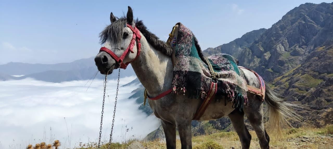 فروش اسب|اسب و تجهیزات اسب‌سواری|تنکابن, |دیوار