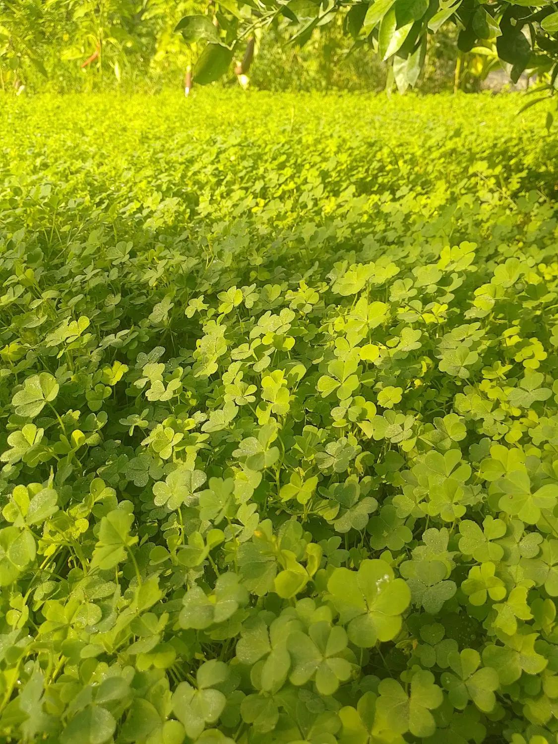 ترشواش تازه چین اورگانیک  بدون کود وزربار|خوردنی و آشامیدنی|لنگرود, |دیوار