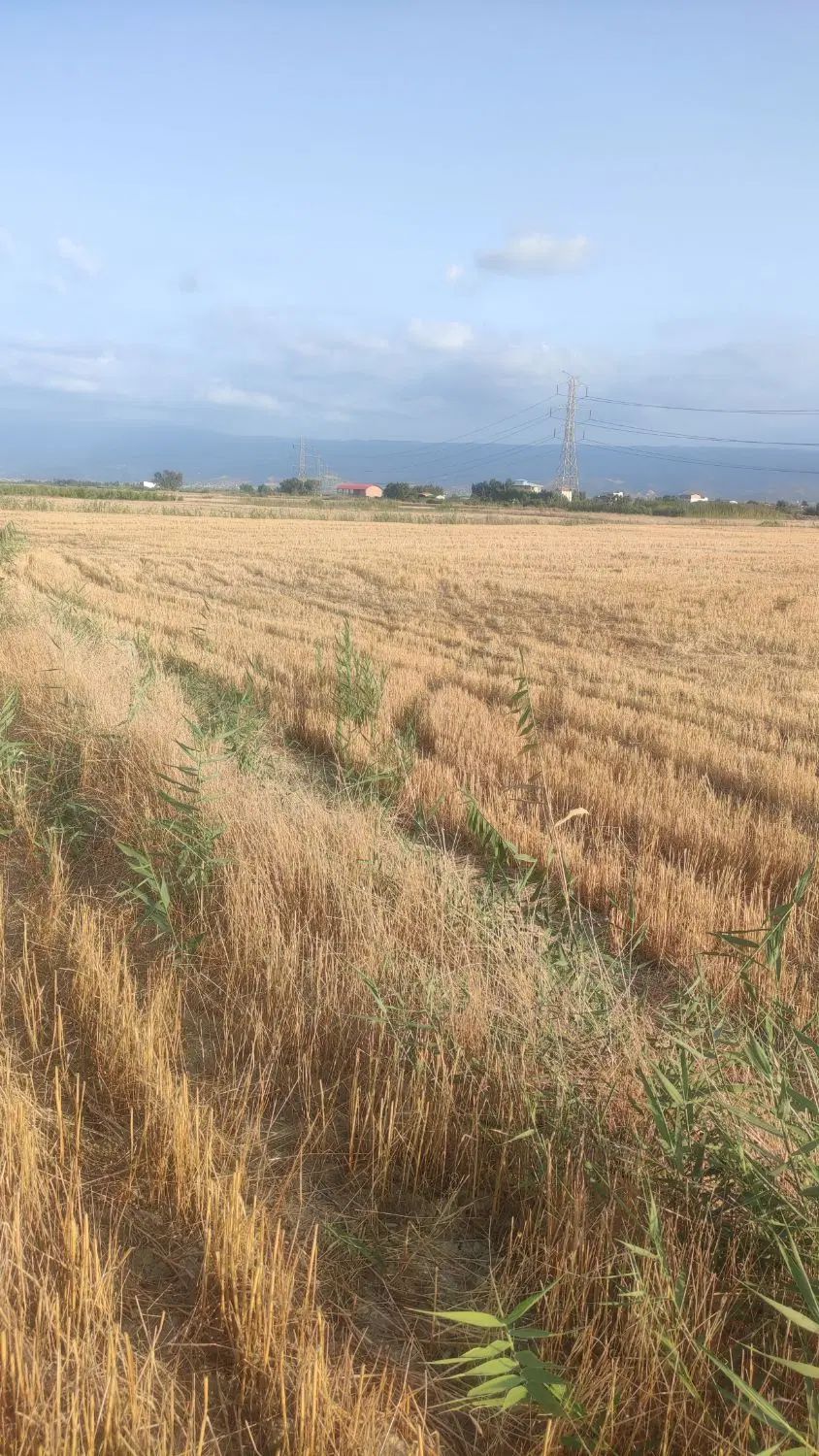 فروش زمین کشاورزی باسندتکبرگ مناسب برای مرغداری|فروش زمین و ملک کلنگی|بهشهر, |دیوار