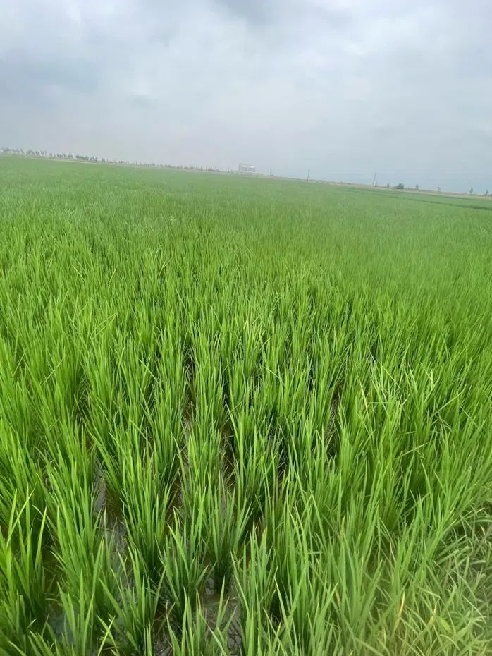 زمین/بر اتوبان اصلی/۸۰۰۰متر/کاربری/گرگان ب کردکوی|فروش دفتر صنعتی، کشاورزی، تجاری|گرگان, |دیوار