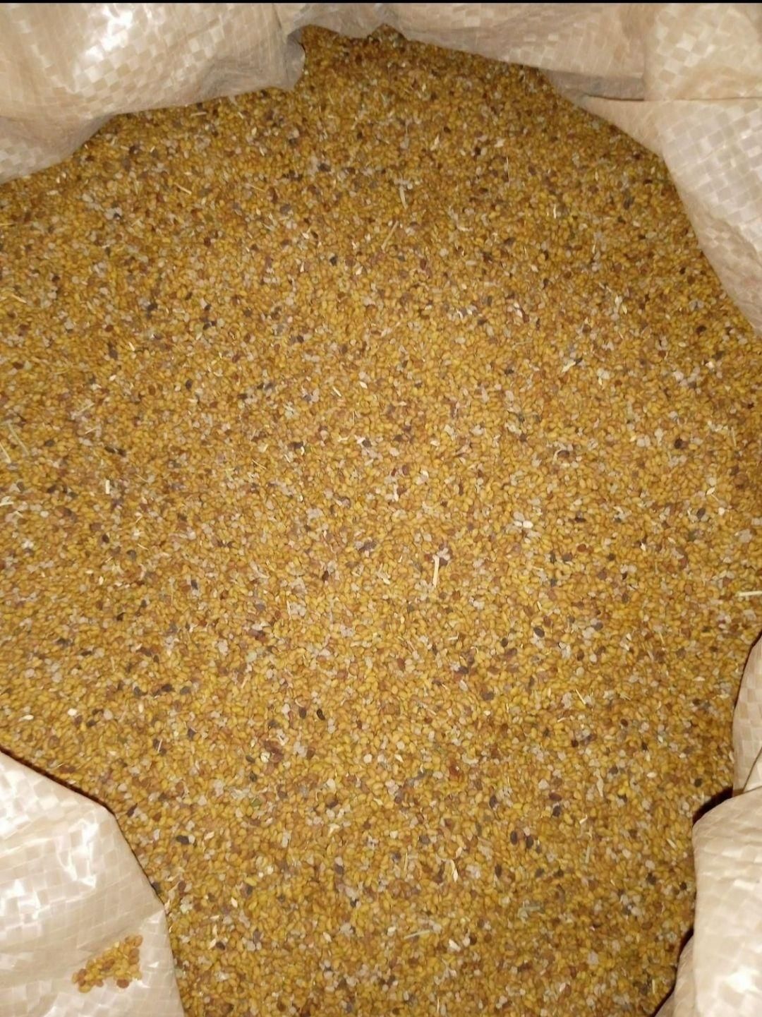 نیکتاز بذر یونجه|خدمات باغبانی و درختکاری|اندیمشک, |دیوار