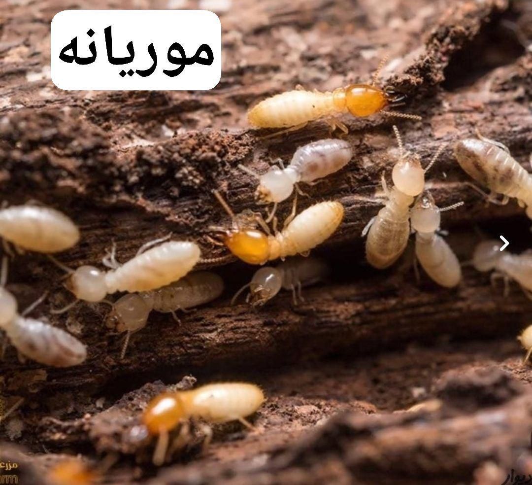 سمپاشی*موریانه سوسک ساس موش*سم پاشی ریشه کنی|خدمات نظافت|اهواز, کوی علوی|دیوار
