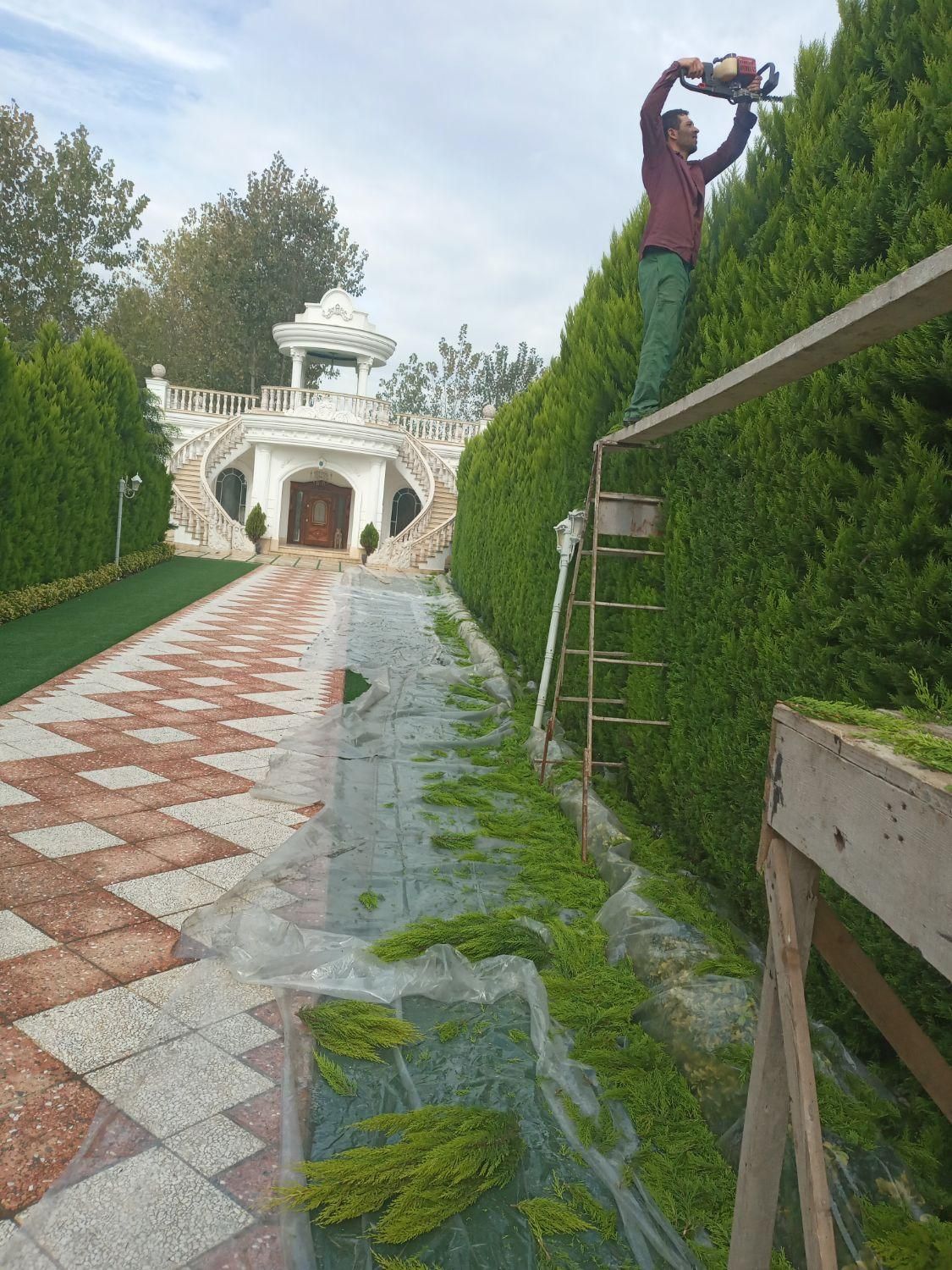 خدمات باغبانی وعلف تراشی زمین|خدمات باغبانی و درختکاری|رشت, گیل|دیوار