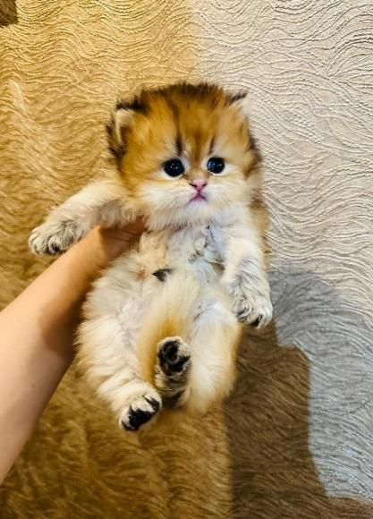 گربه های زیبا و اصیل (پرشین / بریتیش / اسکاتیش )|گربه|اصفهان, جلفا|دیوار