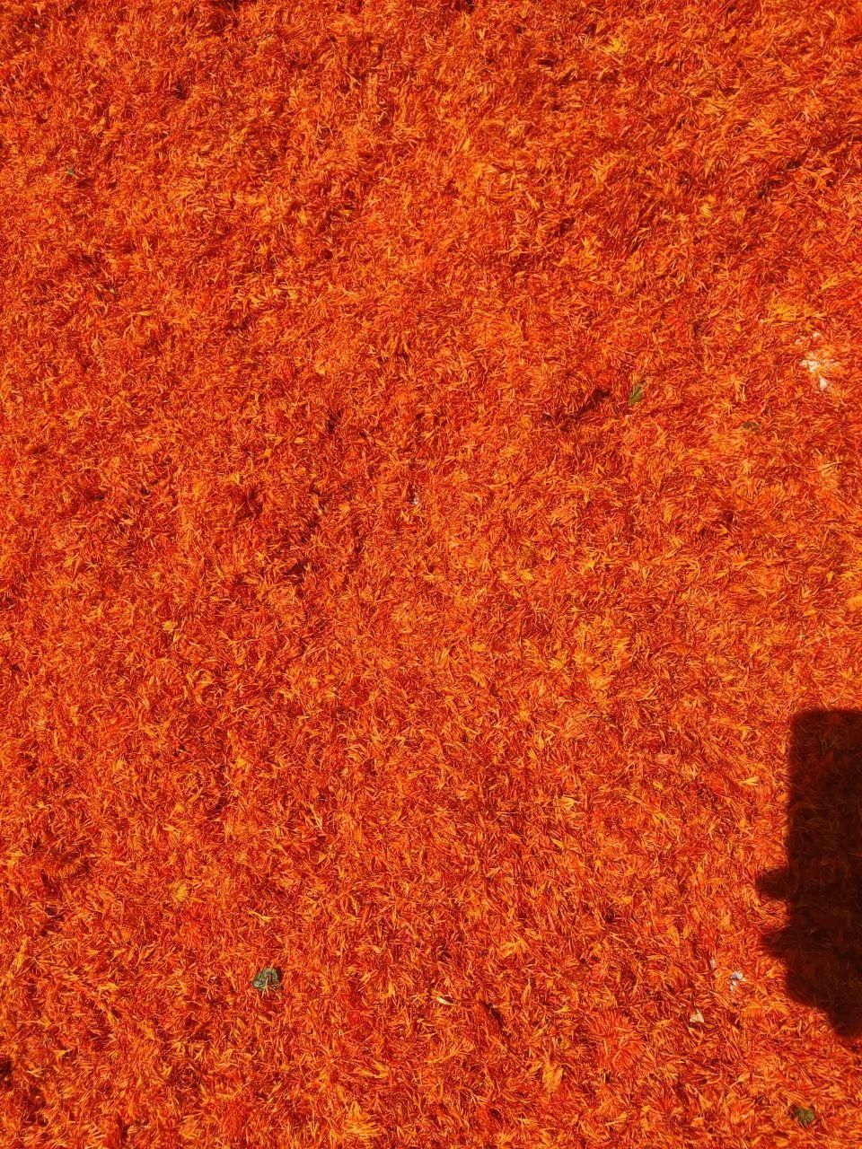 خشکبار ( گلرنگ و کوشه و تخم یونجه و ارزن )|خوردنی و آشامیدنی|اصفهان, قهجاورستان|دیوار