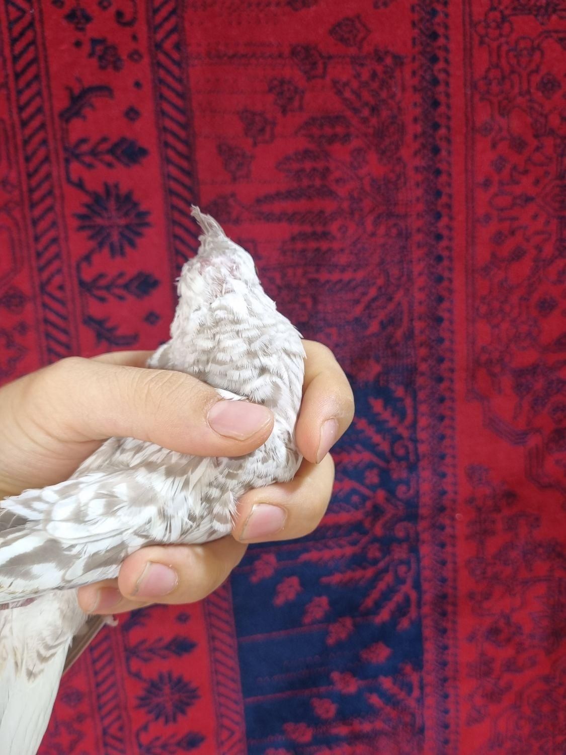 جوجه عروس هلندی ایزابلا دستی|پرنده|تهران, افسریه|دیوار