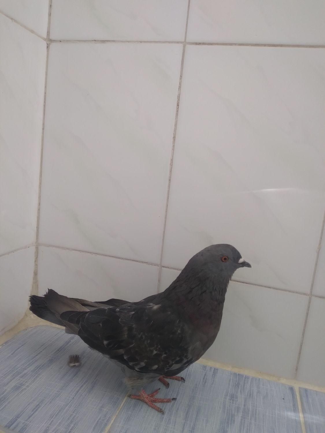 کبوتر زری ماده|پرنده|اصفهان, سروستان|دیوار