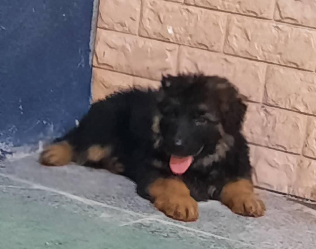 ژرمن رکسی اصیل ، روتوایلر و دوبرمن|سگ|تهران, درکه|دیوار