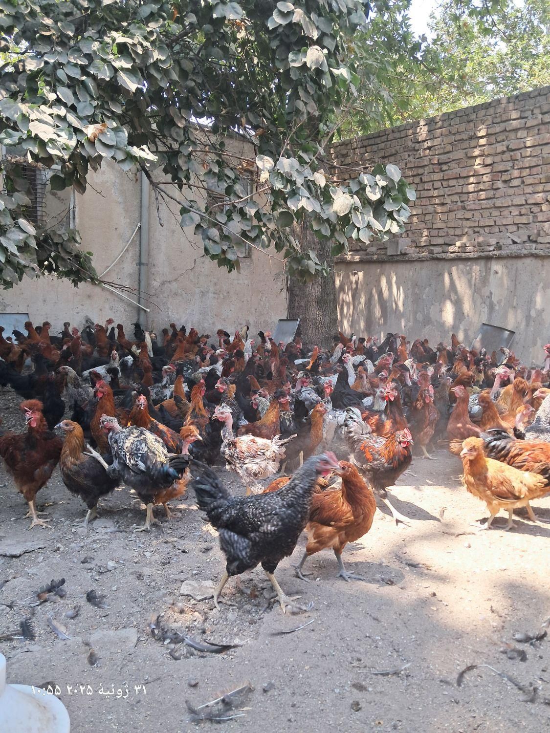 مرغ وخروس محلی|حیوانات مزرعه|کوهسار (البرز), |دیوار