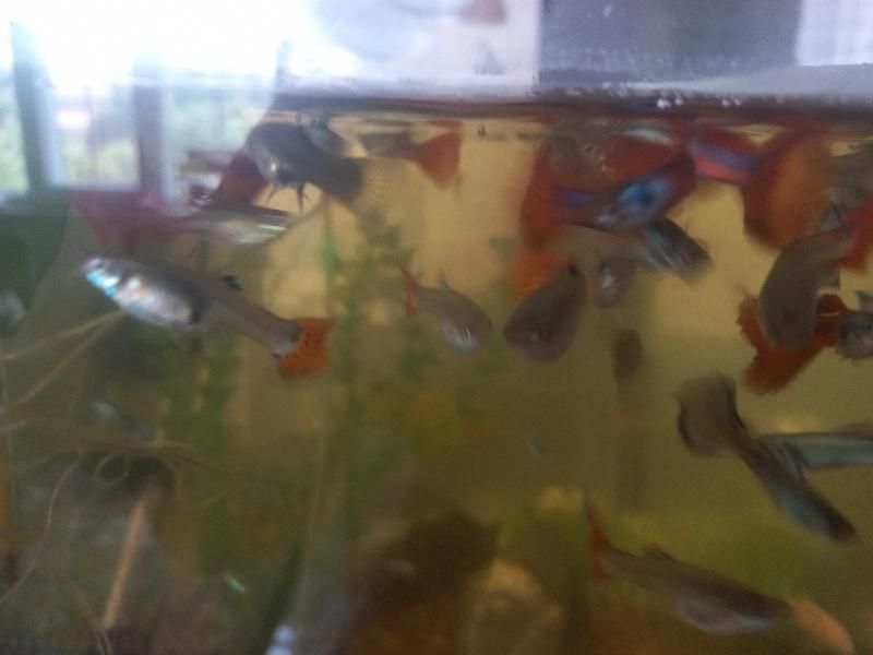 ماهی گوپی|ماهی|سیاهکل, |دیوار