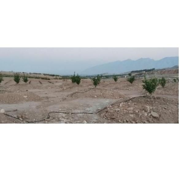 باغچه باغ مقصودآباد جهرم|فروش دفتر صنعتی، کشاورزی، تجاری|جهرم, |دیوار