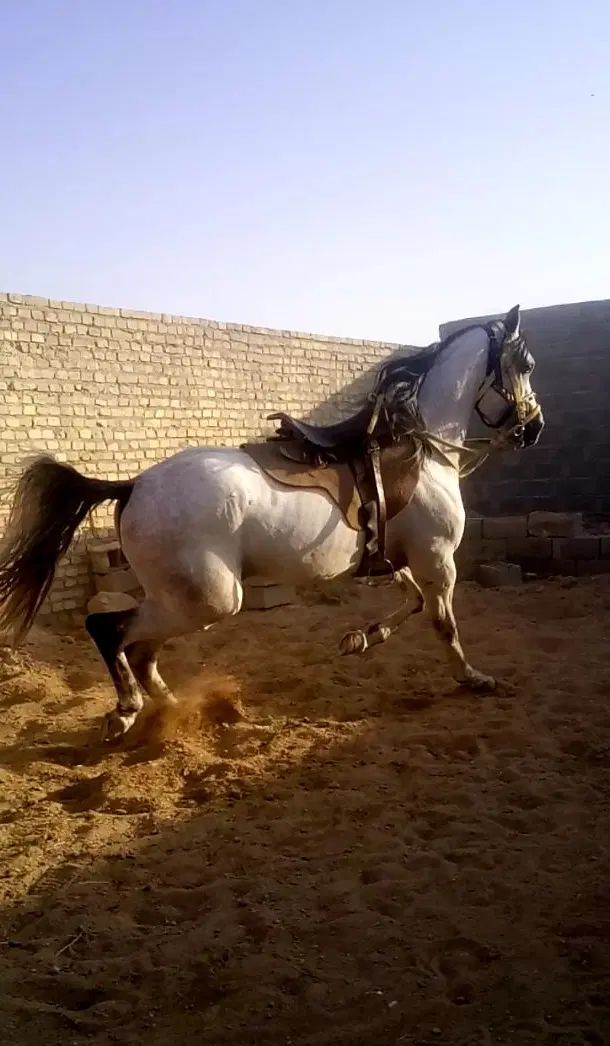 نریان عرب یکسر وارداتی (بسیار زیبا و قد بلند)|اسب و تجهیزات اسب‌سواری|یزد, |دیوار