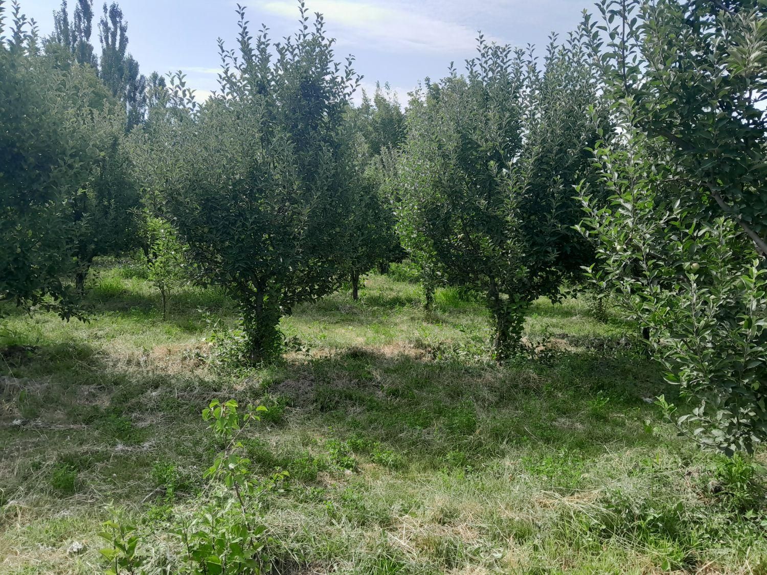 ویلا باغ 60متر|فروش خانه و ویلا|ارومیه, |دیوار