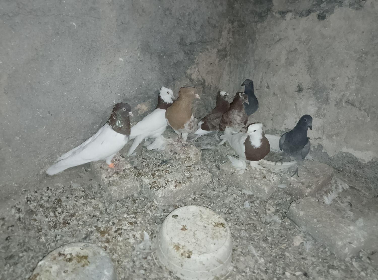 کبوتر|پرنده|گناباد, |دیوار