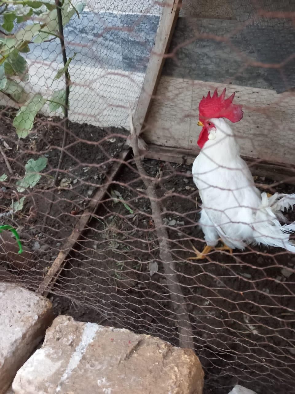 خروس|حیوانات مزرعه|مشهد, دانشجو|دیوار
